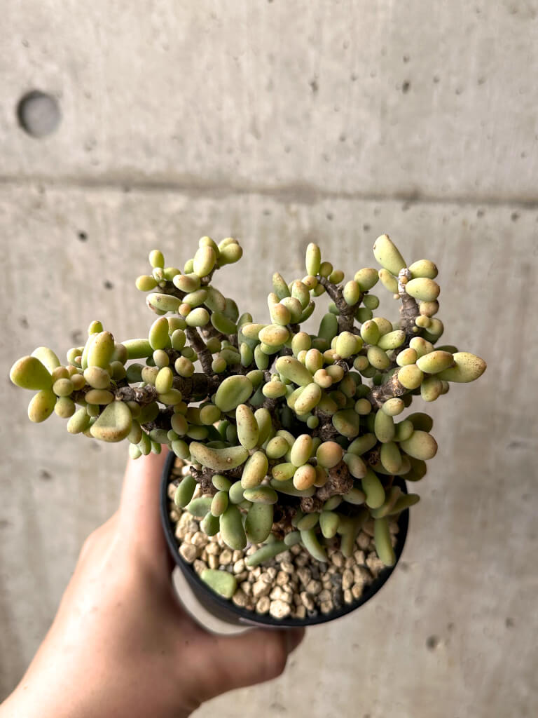 【現品限り】ケラリア・ピグマエア 現地株【U25】 Ceraria pygmaea