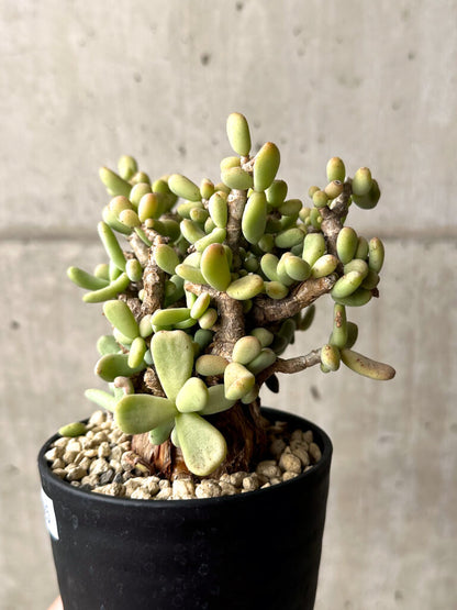 【現品限り】ケラリア・ピグマエア 現地株【U25】 Ceraria pygmaea