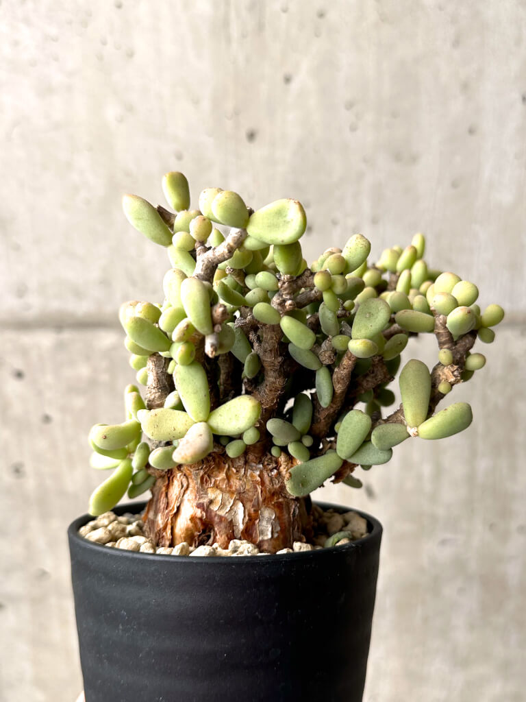 【現品限り】ケラリア・ピグマエア 現地株【U25】 Ceraria pygmaea