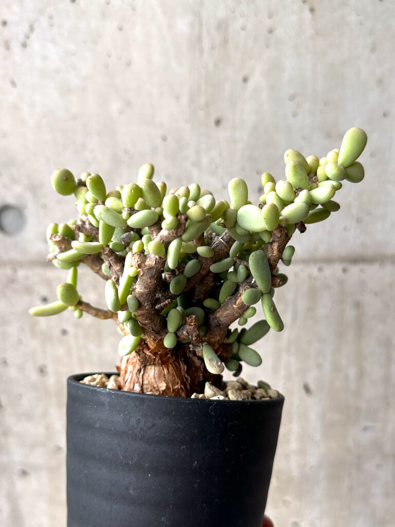 【現品限り】ケラリア・ピグマエア 現地株【U25】 Ceraria pygmaea