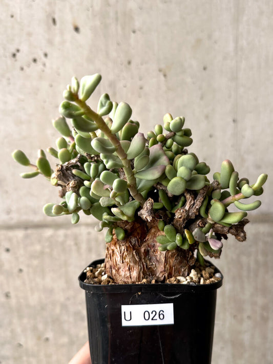 【現品限り】ケラリア・ピグマエア 現地株【U26】 Ceraria pygmaea