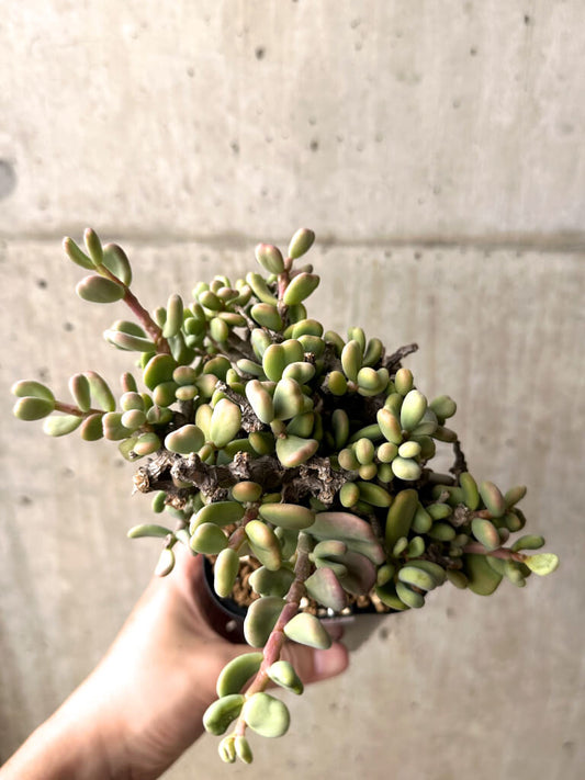 【現品限り】ケラリア・ピグマエア 現地株【U26】 Ceraria pygmaea