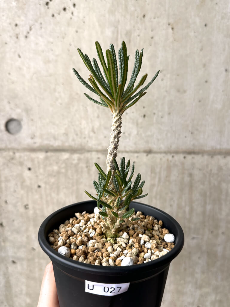 【現品限り】ドルステニア・ギガス ブラータ 挿し木 発根済み【U27】 Dorstenia gigas bullata