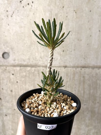 【現品限り】ドルステニア・ギガス ブラータ 挿し木 発根済み【U27】 Dorstenia gigas bullata