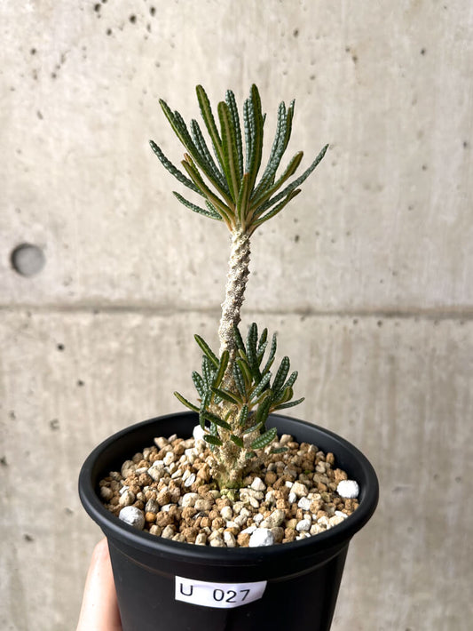 【現品限り】ドルステニア・ギガス ブラータ 挿し木 発根済み【U27】 Dorstenia gigas bullata