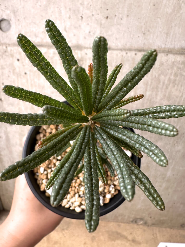 【現品限り】ドルステニア・ギガス ブラータ 挿し木 発根済み【U27】 Dorstenia gigas bullata