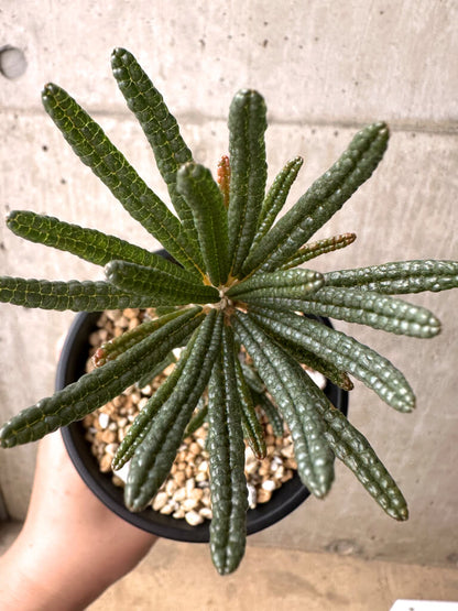 【現品限り】ドルステニア・ギガス ブラータ 挿し木 発根済み【U27】 Dorstenia gigas bullata