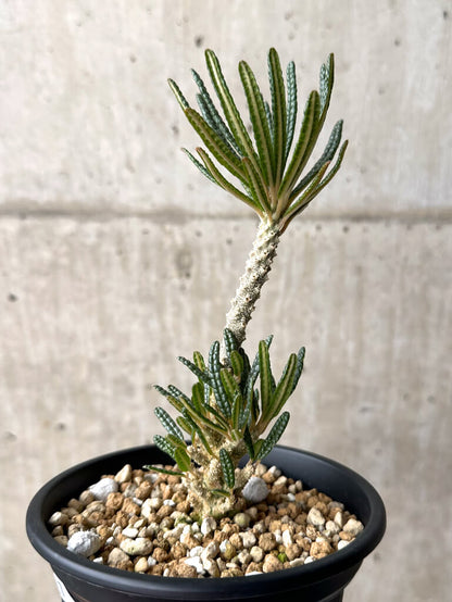 【現品限り】ドルステニア・ギガス ブラータ 挿し木 発根済み【U27】 Dorstenia gigas bullata