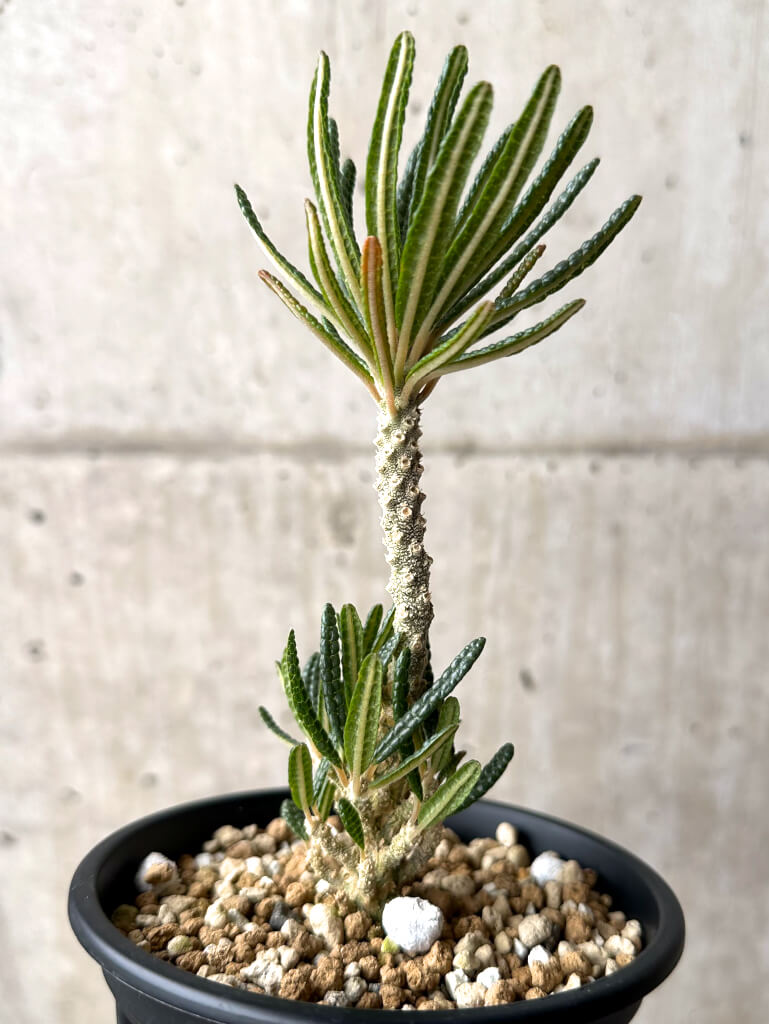 【現品限り】ドルステニア・ギガス ブラータ 挿し木 発根済み【U27】 Dorstenia gigas bullata