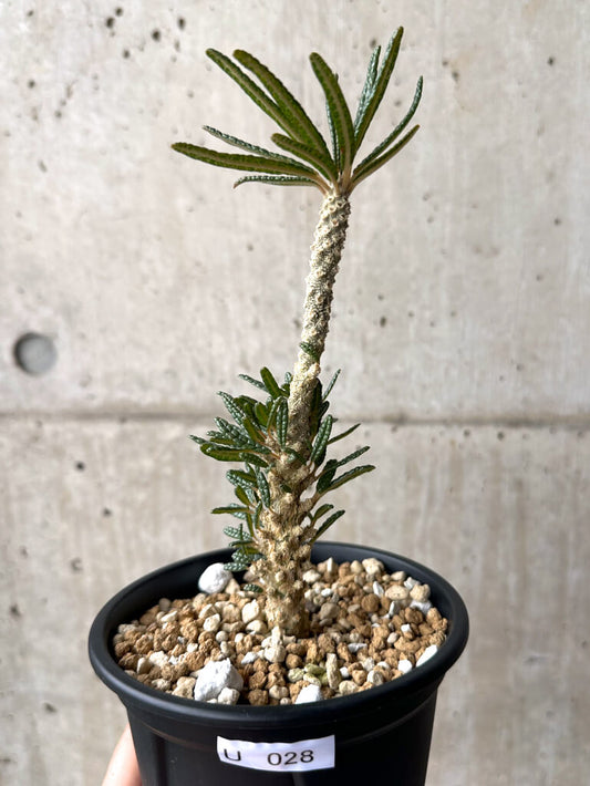 【現品限り】ドルステニア・ギガス ブラータ 挿し木 発根済み【U28】 Dorstenia gigas bullata