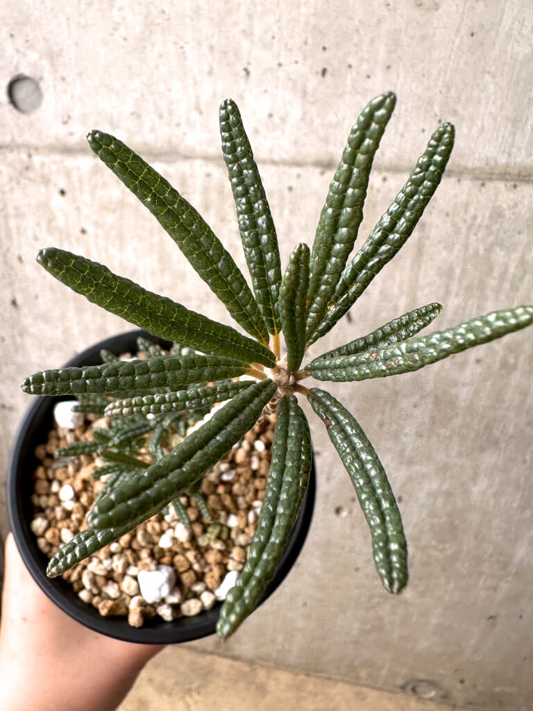 【現品限り】ドルステニア・ギガス ブラータ 挿し木 発根済み【U28】 Dorstenia gigas bullata