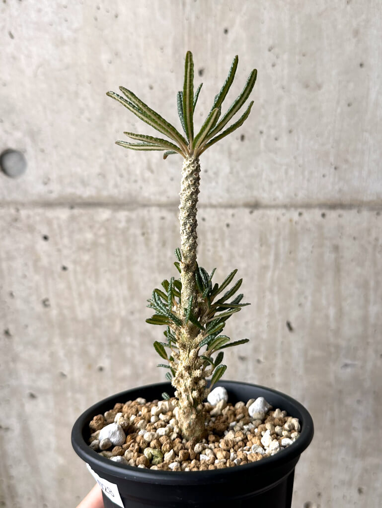 【現品限り】ドルステニア・ギガス ブラータ 挿し木 発根済み【U28】 Dorstenia gigas bullata