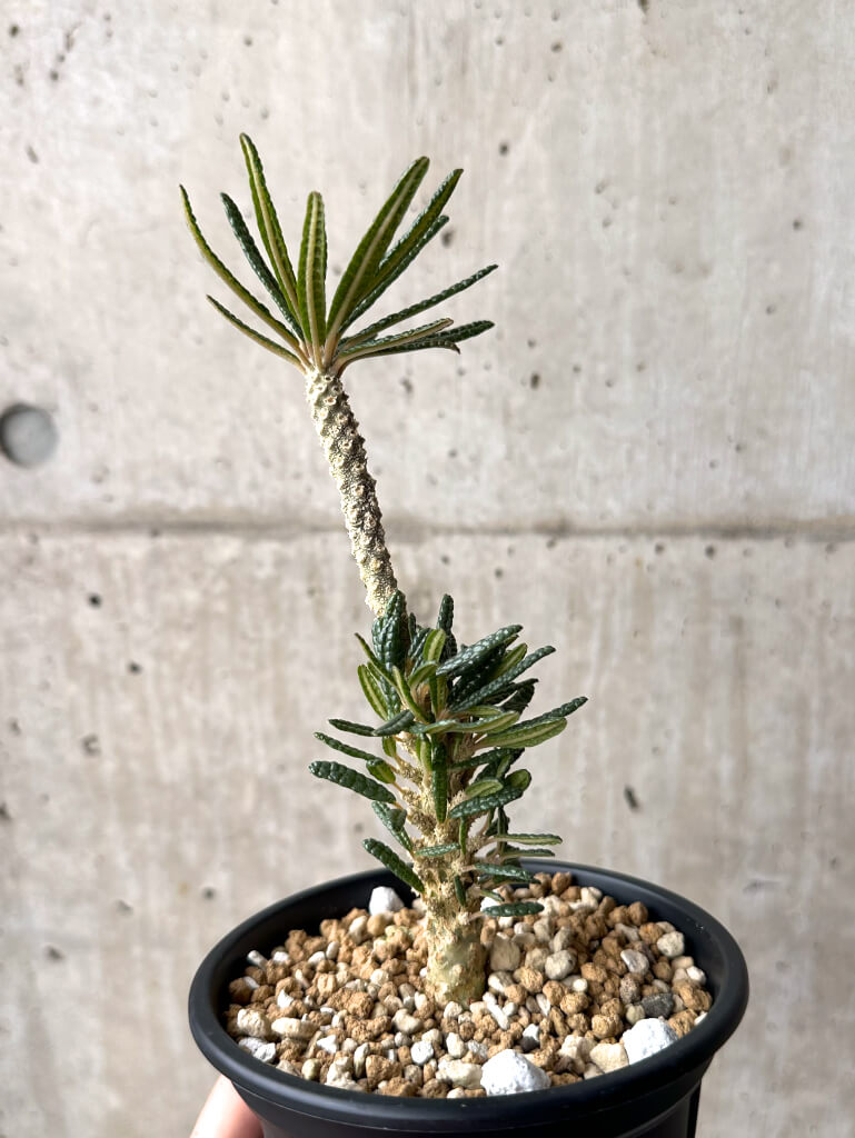 【現品限り】ドルステニア・ギガス ブラータ 挿し木 発根済み【U28】 Dorstenia gigas bullata