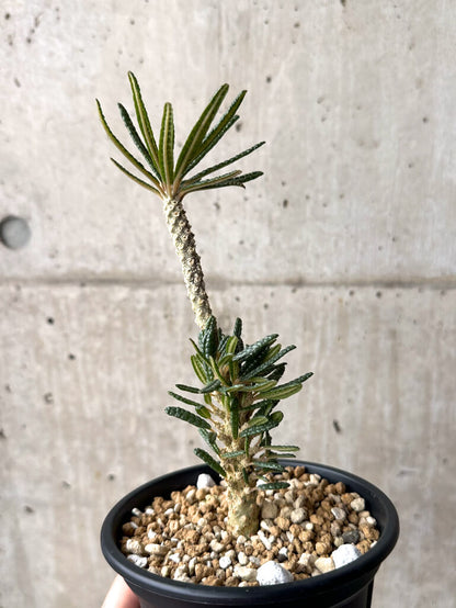 【現品限り】ドルステニア・ギガス ブラータ 挿し木 発根済み【U28】 Dorstenia gigas bullata