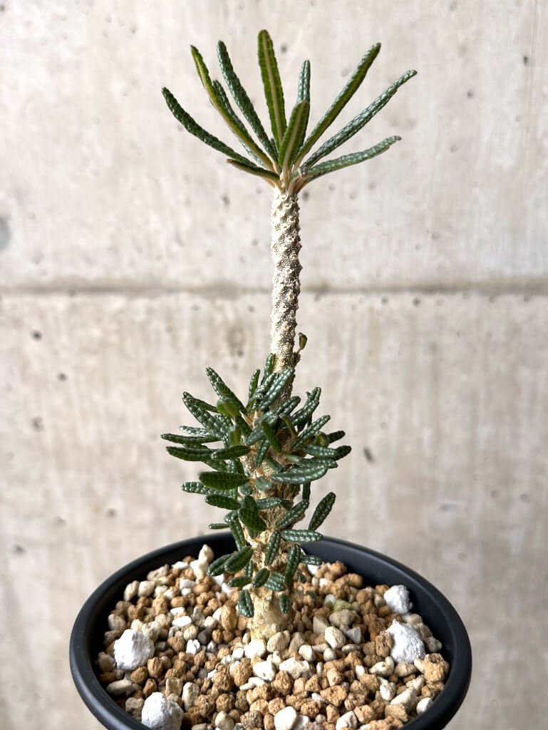 【現品限り】ドルステニア・ギガス ブラータ 挿し木 発根済み【U28】 Dorstenia gigas bullata