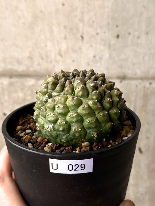 【現品限り】ユーフォルビア・ギムノカリキオイデス 台付き【U29】 Euphorbia gymnocalycioides