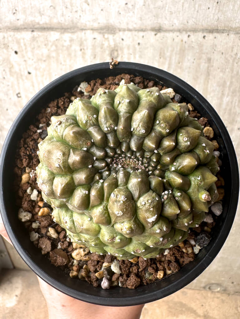 【現品限り】ユーフォルビア・ギムノカリキオイデス 台付き【U29】 Euphorbia gymnocalycioides