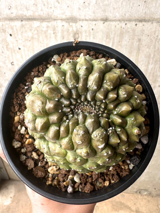【現品限り】ユーフォルビア・ギムノカリキオイデス 台付き【U29】 Euphorbia gymnocalycioides