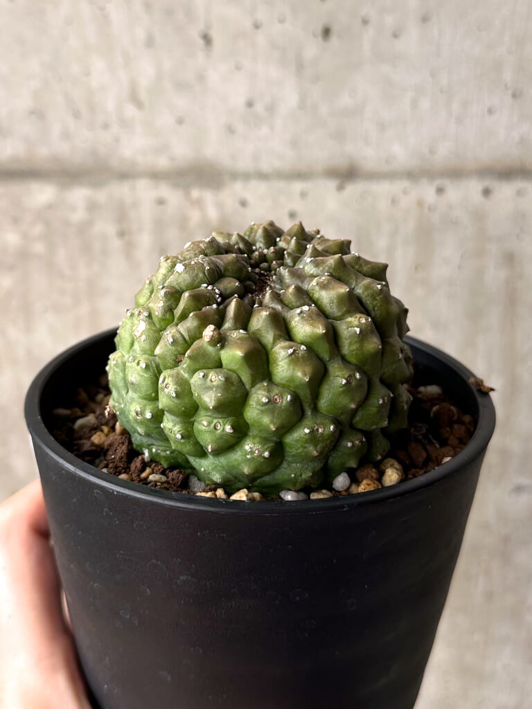 【現品限り】ユーフォルビア・ギムノカリキオイデス 台付き【U29】 Euphorbia gymnocalycioides