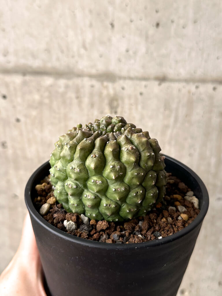 【現品限り】ユーフォルビア・ギムノカリキオイデス 台付き【U29】 Euphorbia gymnocalycioides