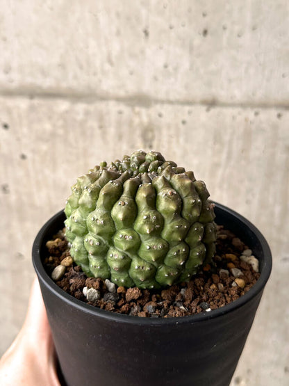 【現品限り】ユーフォルビア・ギムノカリキオイデス 台付き【U29】 Euphorbia gymnocalycioides