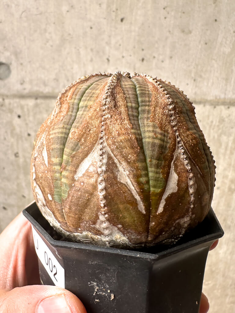 【現品限り】ユーフォルビア・オベサ【U2】 Euphorbia obesa