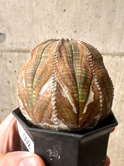 【現品限り】ユーフォルビア・オベサ【U2】 Euphorbia obesa