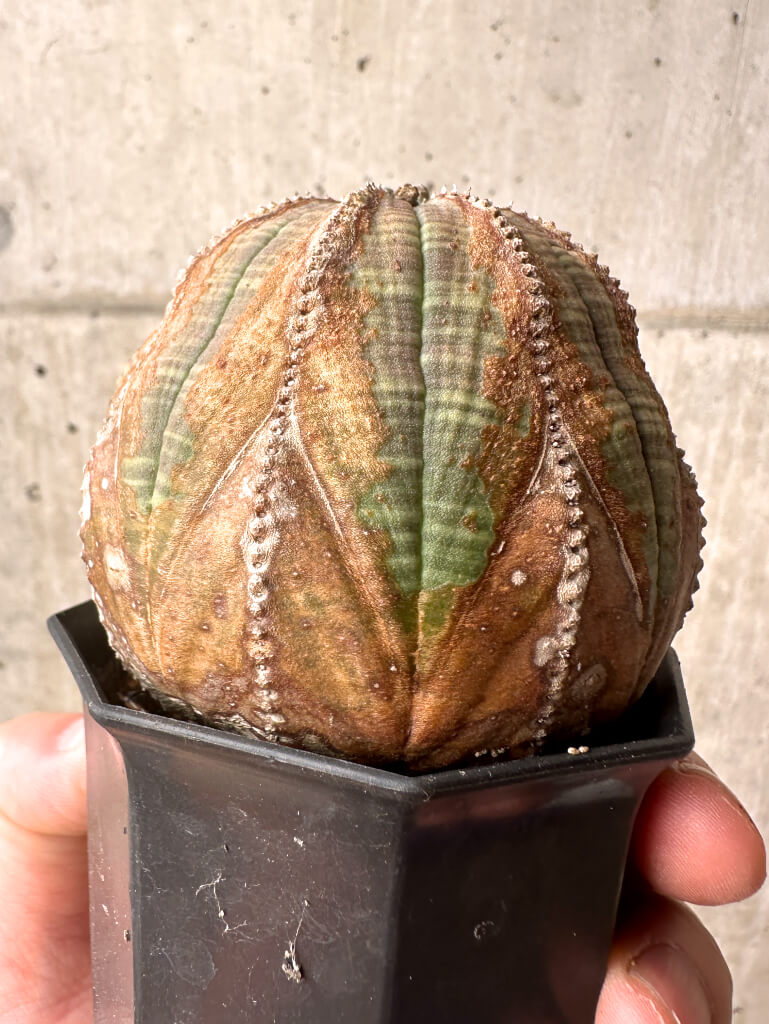 【現品限り】ユーフォルビア・オベサ【U2】 Euphorbia obesa