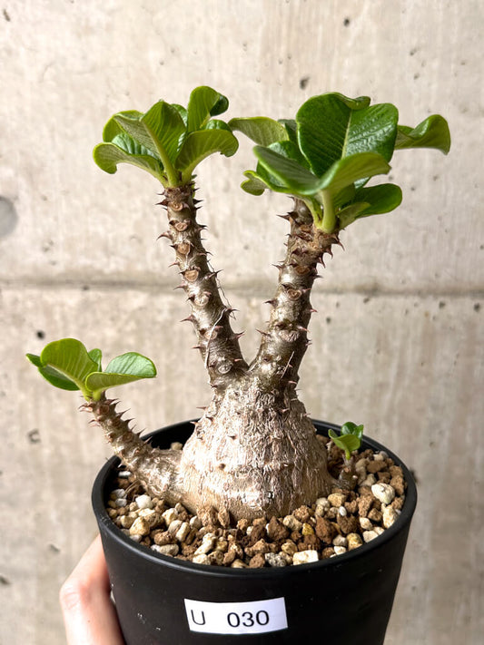 【現品限り】パキポディウム・ウィンゾリー 実生 大株【U30】 Pachypodium windsorii
