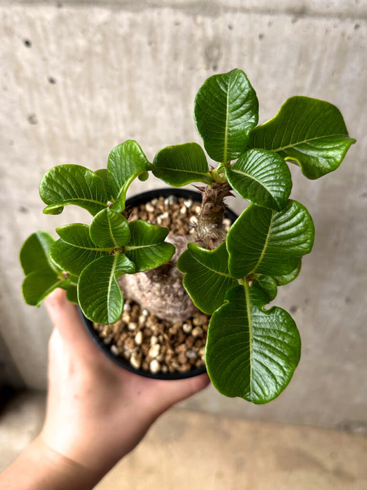 【現品限り】パキポディウム・ウィンゾリー 実生 大株【U30】 Pachypodium windsorii
