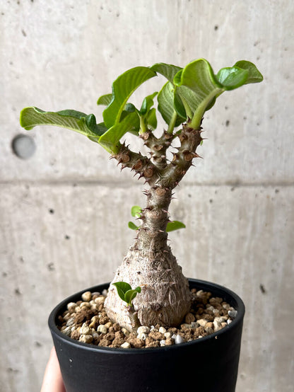 【現品限り】パキポディウム・ウィンゾリー 実生 大株【U30】 Pachypodium windsorii