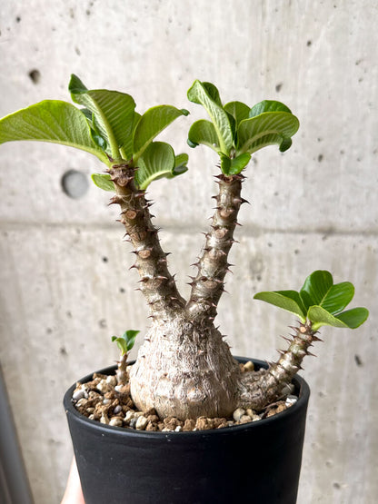 【現品限り】パキポディウム・ウィンゾリー 実生 大株【U30】 Pachypodium windsorii