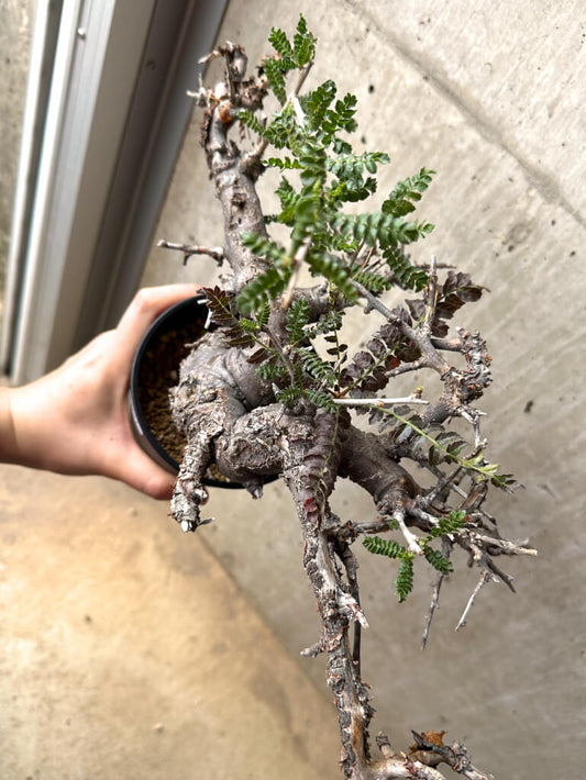 【現品限り】ボスウェリア・ネグレクタ 現地株 発根済み 長期管理【U31】 Boswellia neglecta