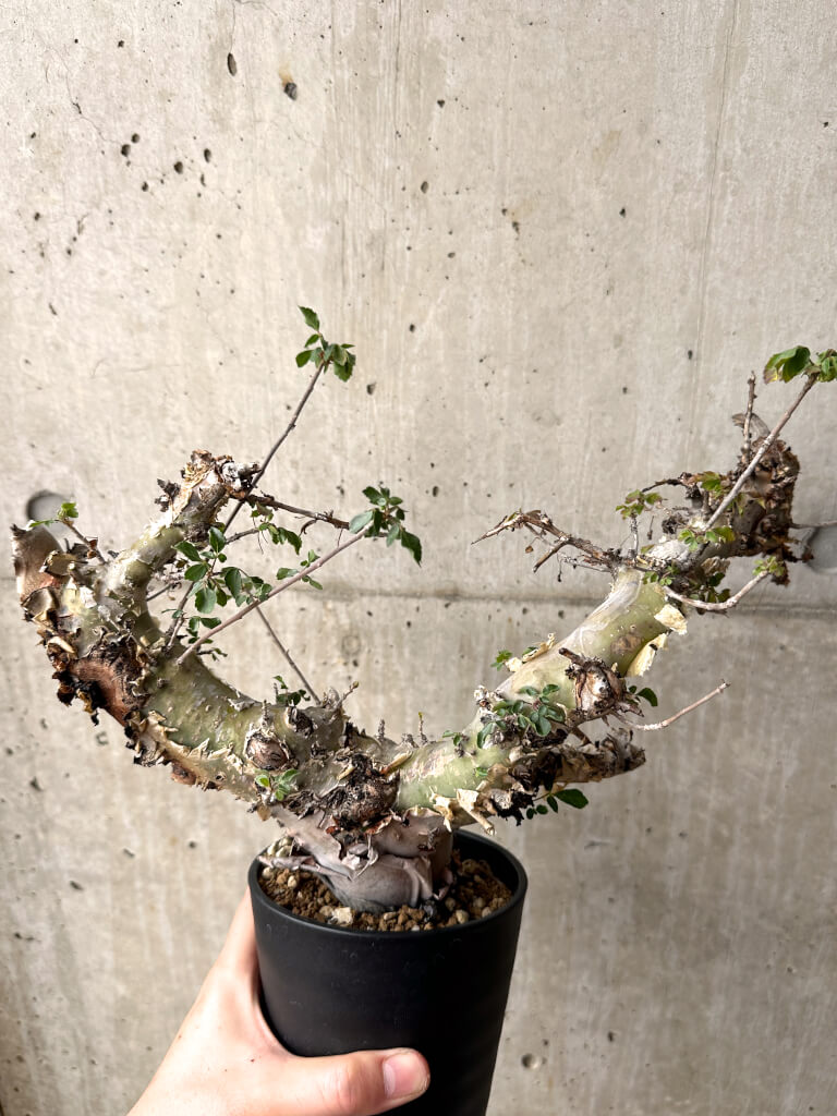 【現品限り】コミフォラ・カタフ ターカネンシス 現地株 長期管理【U32】 Commiphora kataf turkanensis