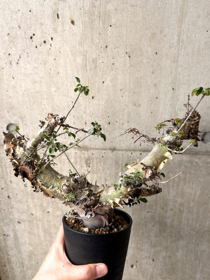 【現品限り】コミフォラ・カタフ ターカネンシス 現地株 長期管理【U32】 Commiphora kataf turkanensis