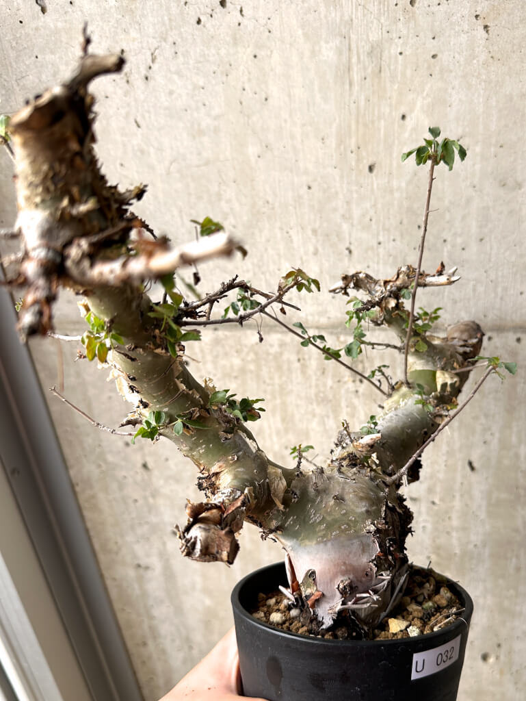 【現品限り】コミフォラ・カタフ ターカネンシス 現地株 長期管理【U32】 Commiphora kataf turkanensis