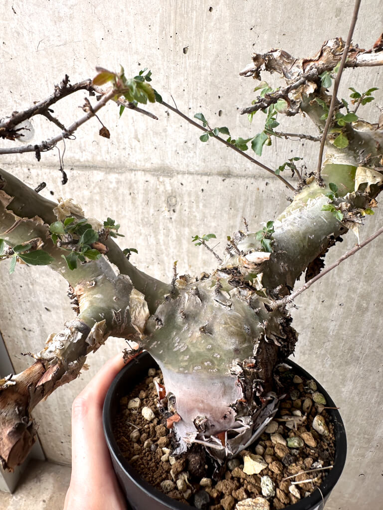 【現品限り】コミフォラ・カタフ ターカネンシス 現地株 長期管理【U32】 Commiphora kataf turkanensis