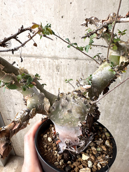 【現品限り】コミフォラ・カタフ ターカネンシス 現地株 長期管理【U32】 Commiphora kataf turkanensis