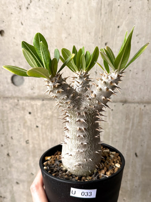 【現品限り】パキポディウム・ロスラーツム 実生 大株 硬作り【U33】 Pachypodium rosulatum