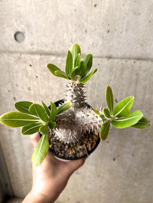 【現品限り】パキポディウム・ロスラーツム 実生 大株 硬作り【U33】 Pachypodium rosulatum