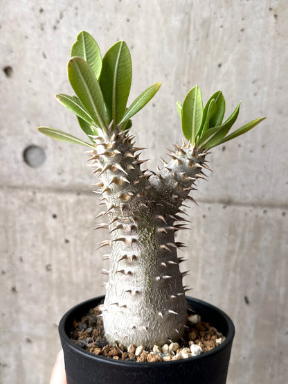 【現品限り】パキポディウム・ロスラーツム 実生 大株 硬作り【U33】 Pachypodium rosulatum
