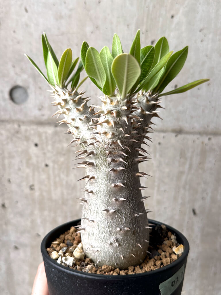 【現品限り】パキポディウム・ロスラーツム 実生 大株 硬作り【U33】 Pachypodium rosulatum