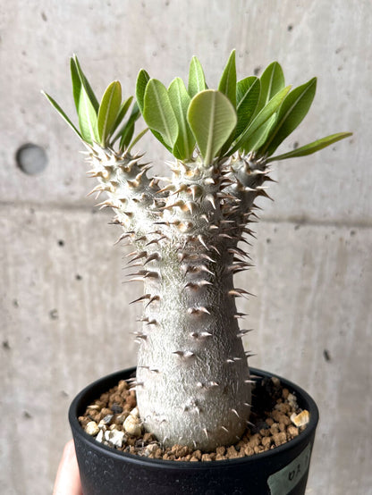 【現品限り】パキポディウム・ロスラーツム 実生 大株 硬作り【U33】 Pachypodium rosulatum