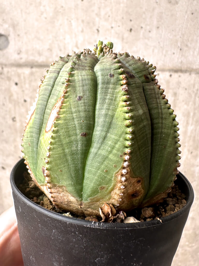 【現品限り】ユーフォルビア・オベサ【U3】 Euphorbia obesa