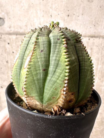 【現品限り】ユーフォルビア・オベサ【U3】 Euphorbia obesa