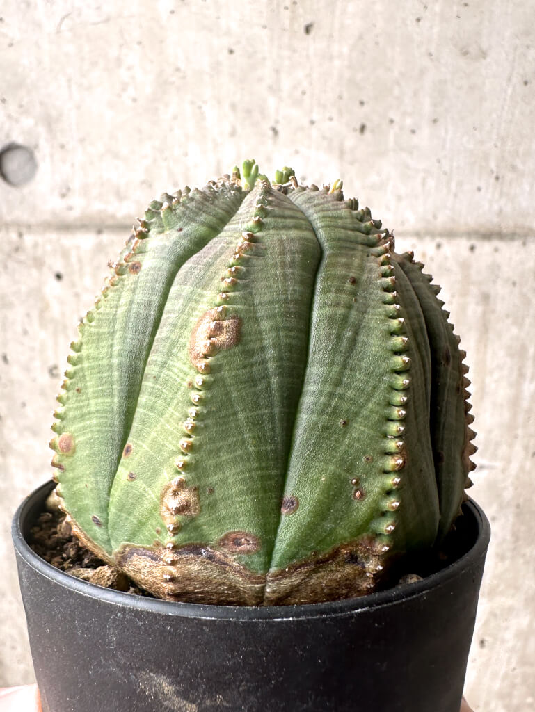 【現品限り】ユーフォルビア・オベサ【U3】 Euphorbia obesa