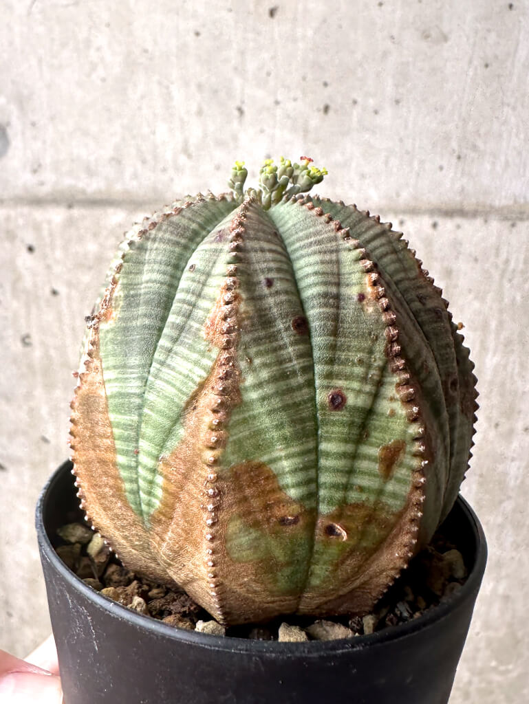 【現品限り】ユーフォルビア・オベサ【U4】 Euphorbia obesa