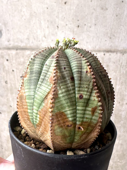 【現品限り】ユーフォルビア・オベサ【U4】 Euphorbia obesa