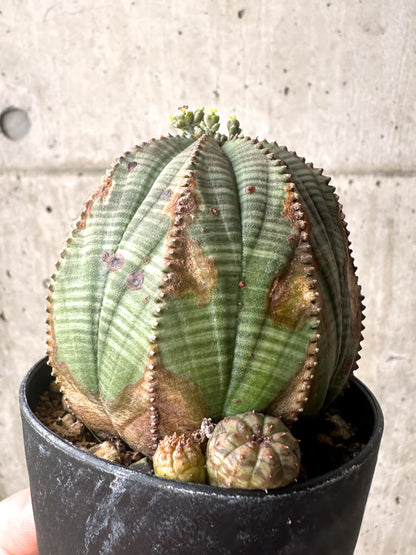 【現品限り】ユーフォルビア・オベサ【U4】 Euphorbia obesa