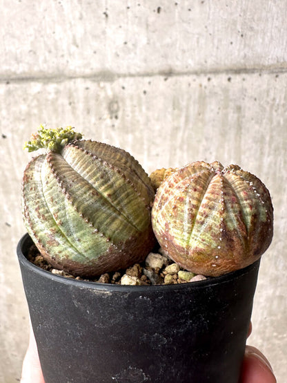 【現品限り】ユーフォルビア・オベサ 多頭【U5】 Euphorbia obesa